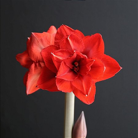Amaryllis Double King