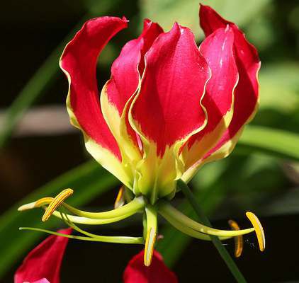 Gloriosa Rothschildiana Trepadeira (bulbo de flor)