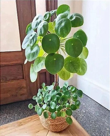 Pilea Peperomioides (Planta-Chinesa-do-dinheiro)