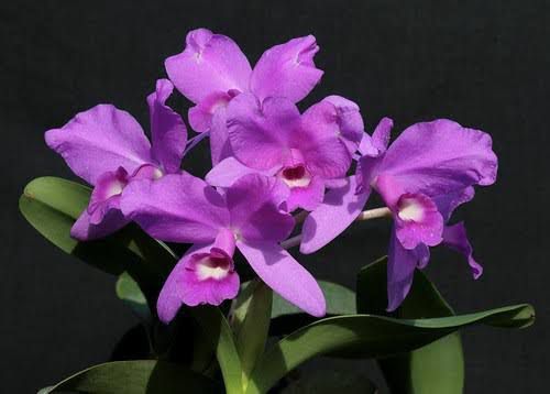 Cattleya Skinneri Tipo