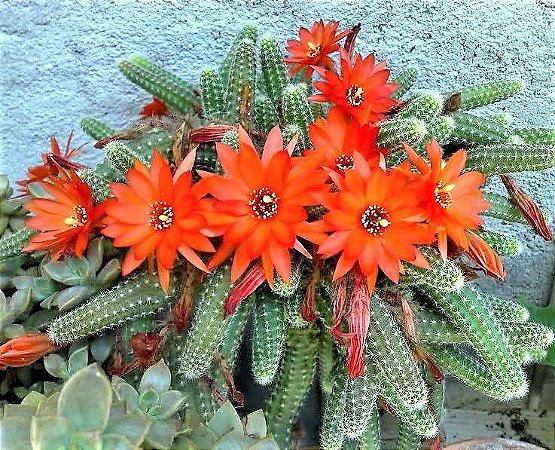 Echinopsis Chamaecereus (Cacto Amendoim) - muda menor