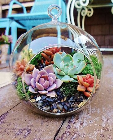 Vidro Formato Bola Pequena para Terrários PROMOÇÃO (Suspenso)