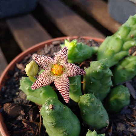 Suculenta Stapelia Punctata (Piaranthus punctatus)