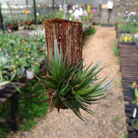 Bromelia Tillandsia Ioliace (no toco)