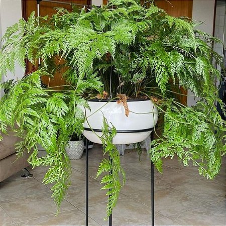 Renda Portuguesa - Davallia fejeensis