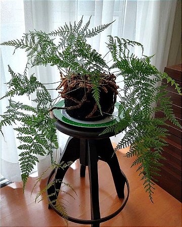 Planta Renda Portuguesa - Davallia fejeensis