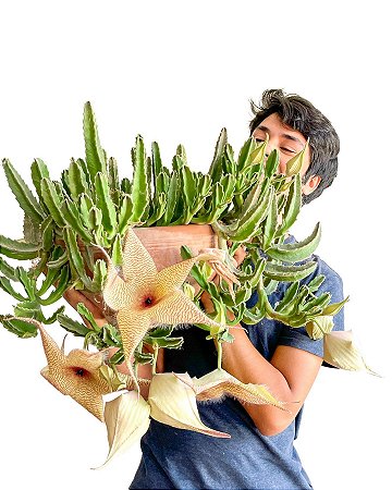 Stapelia Gigantea (muda média)