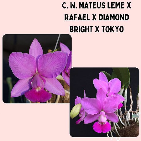 Cattleya Walkeriana Mateus Leme x Rafael x Diamond Bright x Tokyo - CORTE