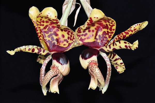 Stanhopea Tigrina