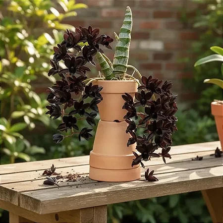 Fredclarkeara After Dark "Black Pearl" (Catasetum negro)