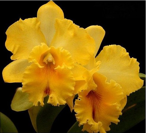 RLC Tawain Golden "New Red Point"