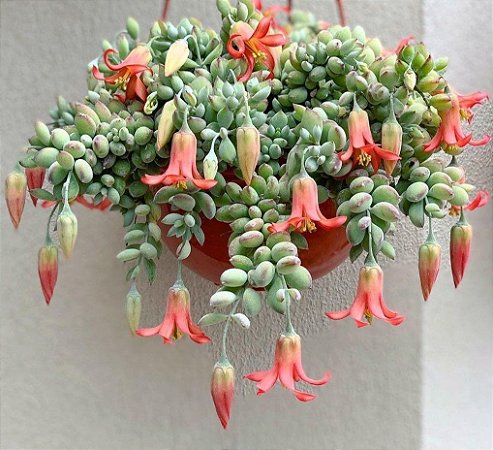 Cotyledon Pendens - Suculenta