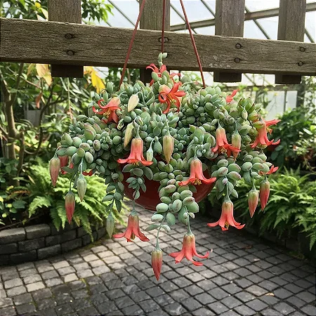 Cotyledon Pendens - Suculenta