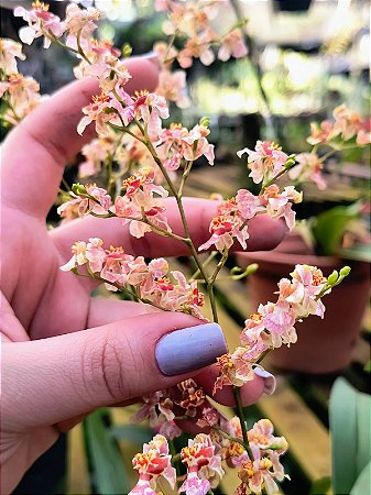 Oncidium Twinkle Mesclada
