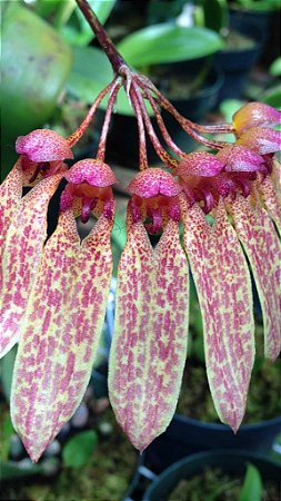 Bulbophyllum Bulhartii ou Strangularium (muda menor)