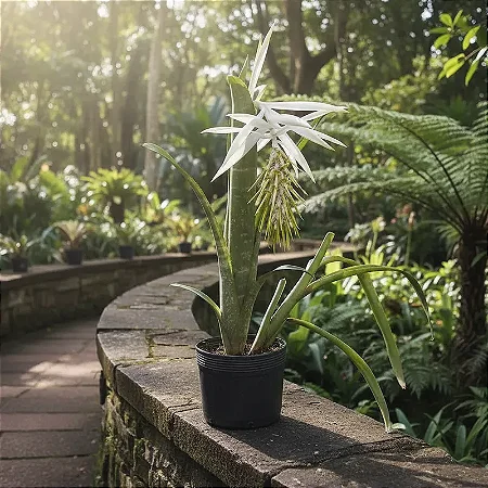 Bromélia Billbergia Zebrina "Alba"