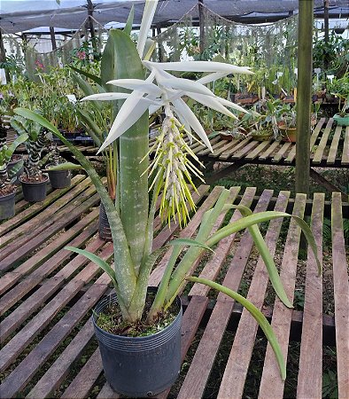 Bromélia Billbergia Zebrina "Alba"