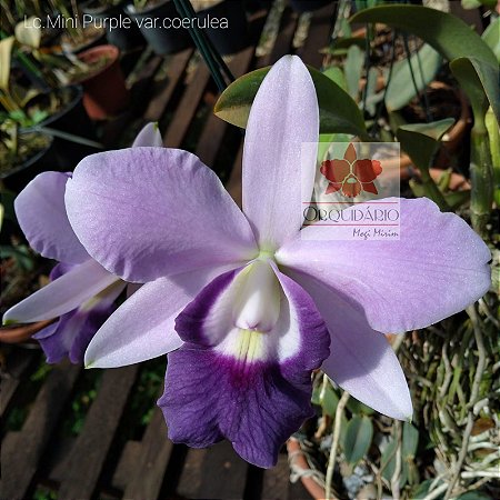 LC Mini Purple var. Coerulea - CORTE