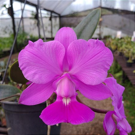 C Walkeriana Tipo Joel da Silveira x C Walkeriana Tipo Casellato (FORMA EXCELENTE) - CORTE