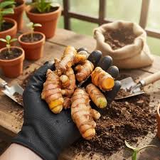 Açafrão da Terra - Curcuma Domestica (bulbo de flor)