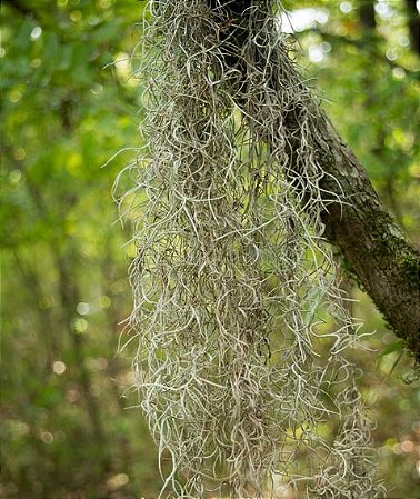 Bromelia Tillandsia Usneoides (Barba-de-Velho) - Brasileira