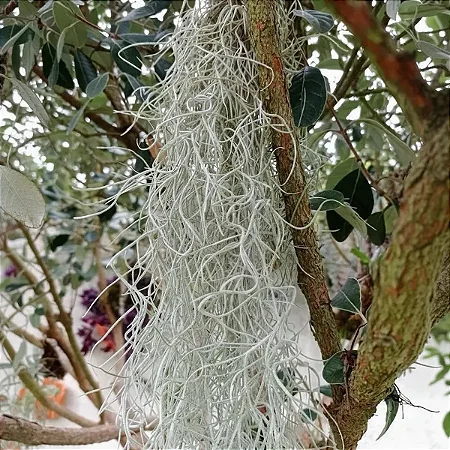 Bromelia Tillandsia Usneoides - Barba-de-Velho