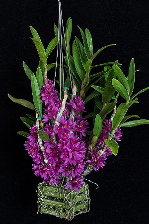 Dendrobium Hibiki (RARA)