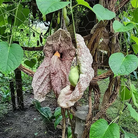 Papo de Peru - Aristolochia Gigantea