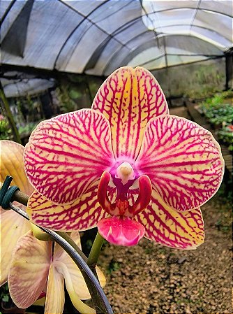 Orquídea Phalaenopsis Lady Rose