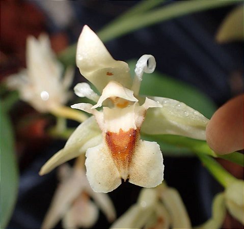 Orquídea Chelonistele Sulphurea ou Chelonistele Sulphurea