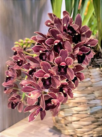 Cymbidium Dorothy Stockstill
