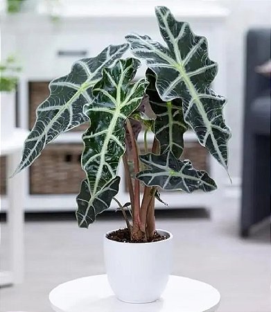Alocasia Amazônica