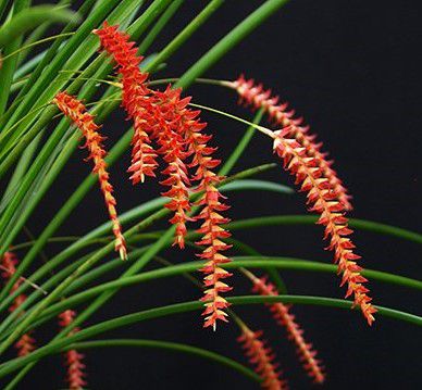 Dendrochilum Wenzelii - ADULTA - PROMOÇÃO