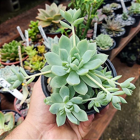 Graptopetalum Macdougallii