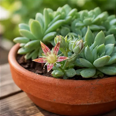 Graptopetalum Macdougallii