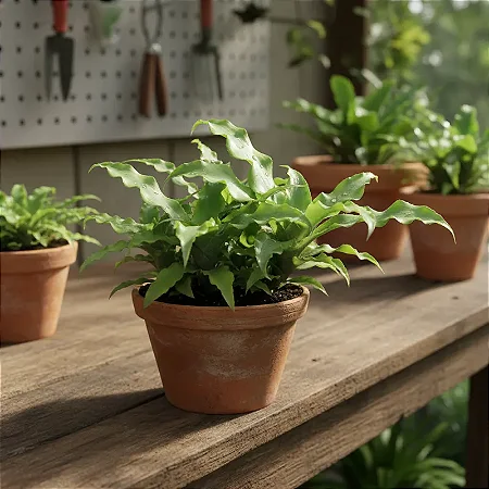 Bromélia Cryptanthus Acaulis 'Jade'