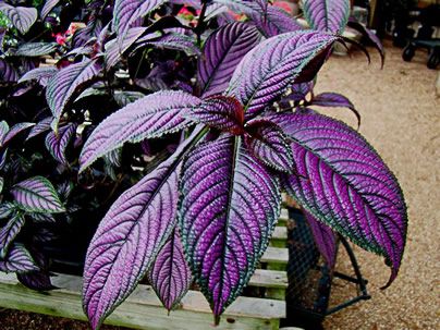 Strobilanthes Dyeriana (Escudo-Persa)