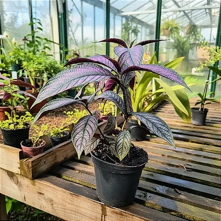 Escudo Persa - Strobilanthes Dyeriana