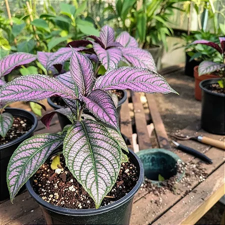 Escudo Persa - Strobilanthes Dyeriana