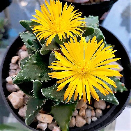 Faucaria Tigrina ( Mandíbula De Tigre )