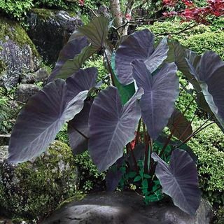 Colocasia Esculenta Black Magic - Muda Menor