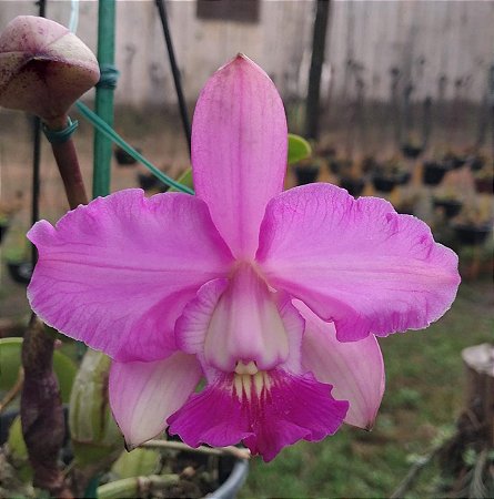 Cattleya Walkeriana Daiane Wenzel x Tipo 2010