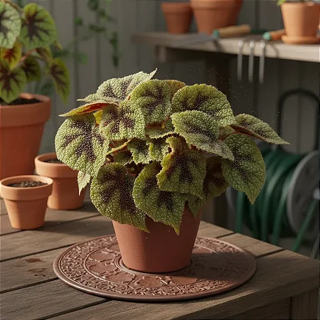 Cruz de Ferro - Begônia Masoniana