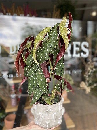 Begonia Maculata (Asa de Anjo) SUPER PROMOÇÃO