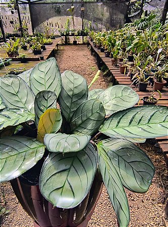 Maranta Amabilis Grey