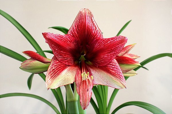 Amaryllis Tosca (bulbo de flor)