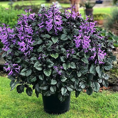 Planta Arbustiva Ametista - Plectranthus Saccatus