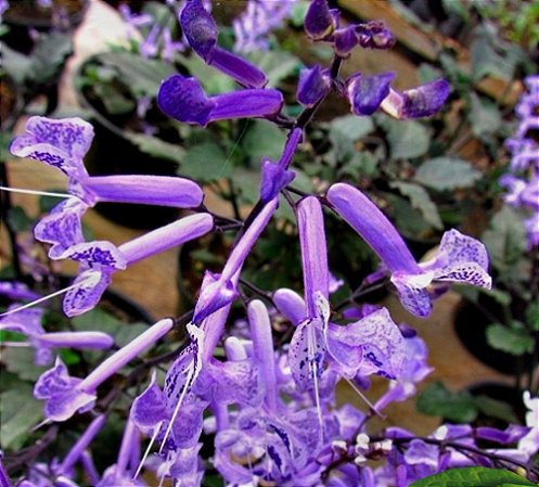 Ametista - Plectranthus Saccatus - MAIOR