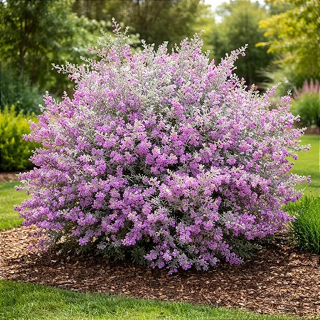 Folha de Prata - Leucophyllum Frutescens