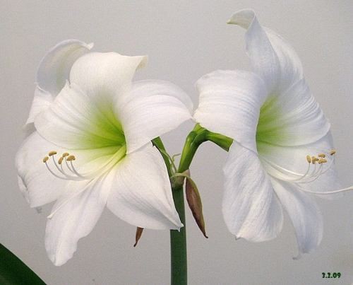 Amaryllis Intokazie